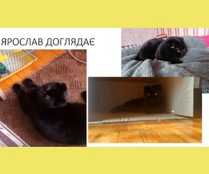 4-Аклас і класовод СВІТЛАНА ПЕТРІВНА підготували відео призентацію до дня Захисту тварин